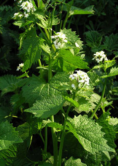 Garlic Mustard © MC