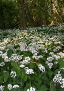 Wild Garlic © MC