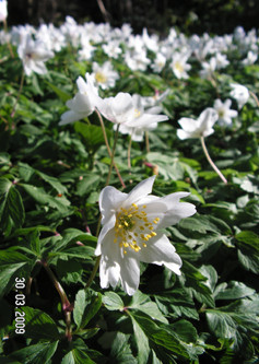 Wood anemones © GT
