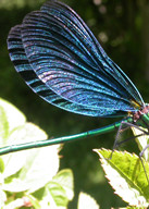 Beautiful Demoiselle © KM