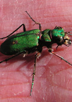 Green Tiger Beetle (Cicindella campestris) held by Bill Shepard, at Grammars Common © GT
