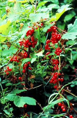 White Bryony © MC