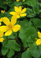 Marsh Marigold © GT