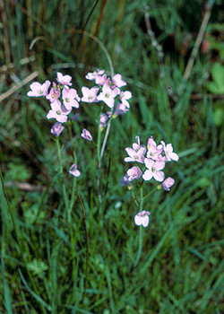 Cuckoo Flowers © MC