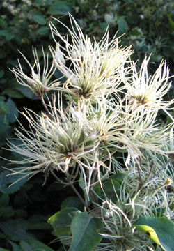 Old Man's Beard © GT