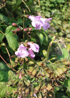 Wood Calamint (Clinopodium menthifolium) flowering in August © GT