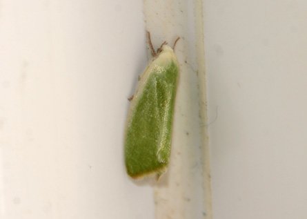 Cream-bordered Green Pea Moth © GTa
