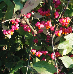 Spindle © GT