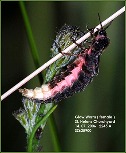 Female Glow worm © CL