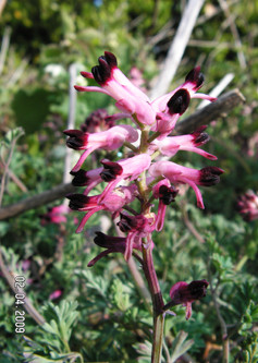 Martin's Ramping Fumitory (Fumaria reuteri)© GT