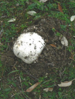 Aminita ovoidea © Anon