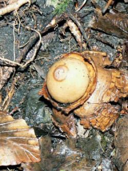 Geastrum triplex Earth Star © Anon