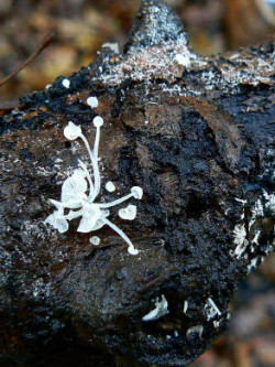 Hemimycena tortuosa © Anon