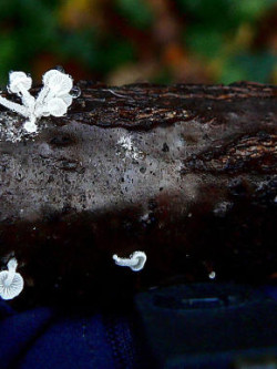 Hemimycena tortuosa © Anon