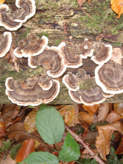 Trametes versicolor Turkeytail © Anon