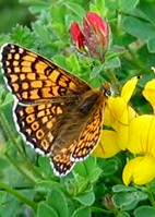 Glanville fritillary © CP