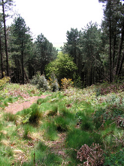 plantation ride on Grammar's Common © GT
