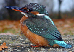 Kingfisher © KM