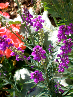 Purple Toadflax (Linaria purpurea) © BK