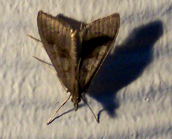 Mecyna asinalis © HS