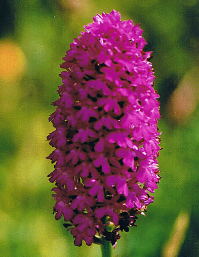 Pyramidal Orchid © 