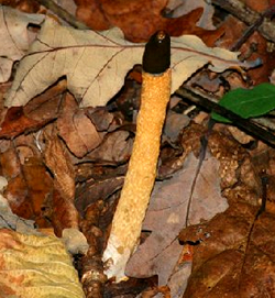 Dog Stinkhorn © GTa