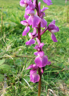 Early Purple Orchid © GT