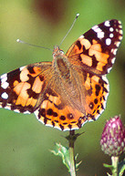 Painted Lady (Vanessa cardui) © MC