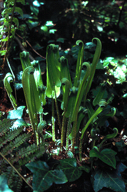 Hart's-tongue fern (Phylittis scolopendrium) © MC
