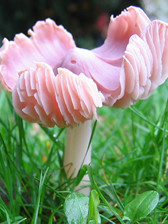Pink waxcap, Hygrocybe calyptraeformis in Northwood Cemetery © CP