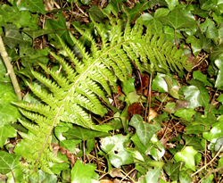 Hard Shield Fern (Polystichum aculeatum) Brighstone Forest© MB