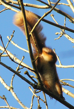 Red Squirrel scarpers © MC