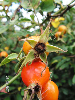 Sherard’s Downy Rose © GT