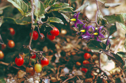 Woody Nightshade © MC