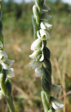 Autumn Ladies-tresses Orchid, Colwell Bay © GT