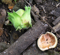 Squirrel food Hazel Nut © MC