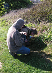 A new and surprising site for Martin's Ramping Fumitory (Fumaria reuteri), discovered by Paul Stanley in spring 2009 at Freshwater Bay, is verified by Eric Clement FLS. © GT