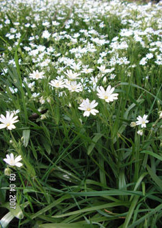 Greater Stitchwort © GT