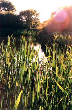 Stenbury Manor ponds © GT