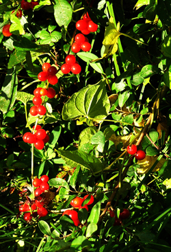 Black Bryony © MC