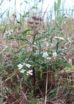 Spreading Hedge-parsley (Torilis arvensis ssp arvensis) rediscovered on the Island in 2008, after not having been seen here for exactly 50 years. A small and fragile population of this rare arable species.© GT