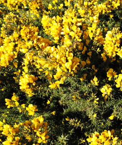 Common Gorse © GT