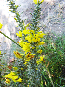 Dwarf Gorse © HH