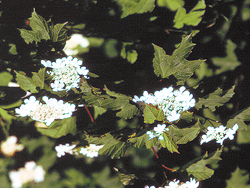 Guelder Rose in flower. © MC
