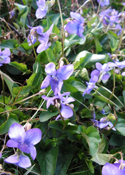 A hybrid Violet (Viola x intersita) found at Cranmore in April 2009. The hybrid of Heath Dog-violet (Viola canina) and Common Dog-violet (Viola riviniana).© GT