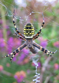 Wasp Spider © CP