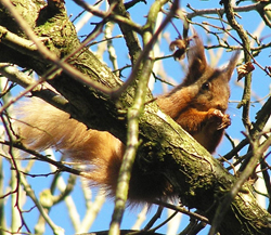 Red Squirrel sits © MC