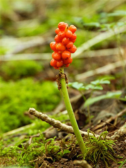 The fruit of Wild Arum © John Crellin