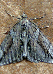 Cypress Carpet © IF