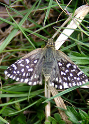 Grizzled Skipper © IF